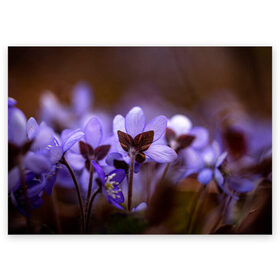 Поздравительная открытка с принтом хрупкий цветок фиалка в Новосибирске, 100% бумага | плотность бумаги 280 г/м2, матовая, на обратной стороне линовка и место для марки
 | flowers | весна | лиловый | макро | нежный | природа | рост | свежесть | сиреневый | фиолетовый | хрупкий | цветик | цветок | цветочек | цветы