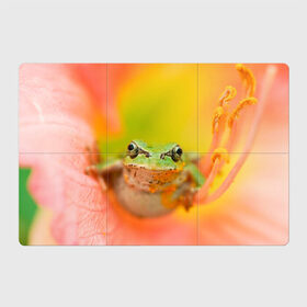 Магнитный плакат 3Х2 с принтом лягушка в цветке мило в Новосибирске, Полимерный материал с магнитным слоем | 6 деталей размером 9*9 см | Тематика изображения на принте: жаба | жабка | земноводное | ква | квакуха | лягушенок | лягушка | макро | мило | природа | пыльца | цветок