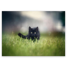 Поздравительная открытка с принтом черный кот на лугу в Новосибирске, 100% бумага | плотность бумаги 280 г/м2, матовая, на обратной стороне линовка и место для марки
 | Тематика изображения на принте: взгляд | внутренний | глаза | животные | звери | зверь | кот | котейка | котик | коты | котэ | кошки | лапы | нос | образ | прыжок | смотрит в душу | усы | уши | черный | черныш | шерсть