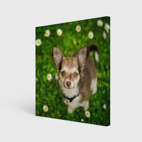 Холст квадратный с принтом Маленькая собака в ромашках в Новосибирске, 100% ПВХ |  | Тематика изображения на принте: домашний питомец | куст | луг | малыш | нос | песик | поле | ромашки | собака | собаколюб | собачка | собачникам | уши | цветы | четвероногий друг | щенок | язык