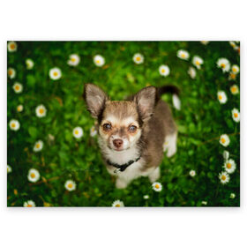 Поздравительная открытка с принтом Маленькая собака в ромашках в Новосибирске, 100% бумага | плотность бумаги 280 г/м2, матовая, на обратной стороне линовка и место для марки
 | домашний питомец | куст | луг | малыш | нос | песик | поле | ромашки | собака | собаколюб | собачка | собачникам | уши | цветы | четвероногий друг | щенок | язык