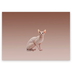 Поздравительная открытка с принтом Лысый кот сфинкс в Новосибирске, 100% бумага | плотность бумаги 280 г/м2, матовая, на обратной стороне линовка и место для марки
 | арт | бежевый | без шерсти | градиент | домашний питомец | киса | кот | котейка | котенок | котик | котэ | кошка | лысый | реализм | складки кожи | сфинкс | экзотика