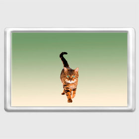 Магнит 45*70 с принтом короткошерстный кот идет в Новосибирске, Пластик | Размер: 78*52 мм; Размер печати: 70*45 | cat | kitten | большой | градиент | зеленые глаза | идет | камышовый | короткошерстный | кот | котейка | котик | кошка | любопытный | мяу | полоски | породистый | реалистичный | рыжий | фото