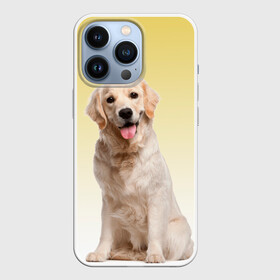 Чехол для iPhone 13 Pro с принтом Лабрадор ретривер пес в Новосибирске,  |  | домашние любимцы | друг | животные | золотистый ретривер | лабрадор | пес | питомец | породистый | собака