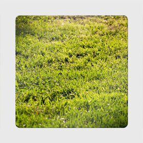 Магнит виниловый Квадрат с принтом Трава под солнцем в Новосибирске, полимерный материал с магнитным слоем | размер 9*9 см, закругленные углы | green day | nature | spring | summer | sun | весна | день | зелень | лес | лето | парк | поле | поляна | природа | природа россии | растения | русская природа | сад | салатовый | солнце | солнышко | сочный | текстура | тр