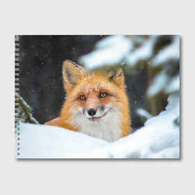 Альбом для рисования с принтом Лисичка на сугробе в Новосибирске, 100% бумага
 | матовая бумага, плотность 200 мг. | fox | foxy | животное | звери | лиса | лисенок | лисичка | милая | рыжая | фокс