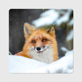 Магнит виниловый Квадрат с принтом Лисичка на сугробе в Новосибирске, полимерный материал с магнитным слоем | размер 9*9 см, закругленные углы | Тематика изображения на принте: fox | foxy | животное | звери | лиса | лисенок | лисичка | милая | рыжая | фокс