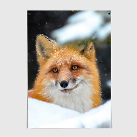 Постер с принтом Лисичка на сугробе в Новосибирске, 100% бумага
 | бумага, плотность 150 мг. Матовая, но за счет высокого коэффициента гладкости имеет небольшой блеск и дает на свету блики, но в отличии от глянцевой бумаги не покрыта лаком | fox | foxy | животное | звери | лиса | лисенок | лисичка | милая | рыжая | фокс