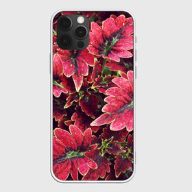 Чехол для iPhone 12 Pro Max с принтом Красные листья в Новосибирске, Силикон |  | алый | красные листья | листопад | листья | осень | пурпурный | растение | текстуры | узор | экзотически растения