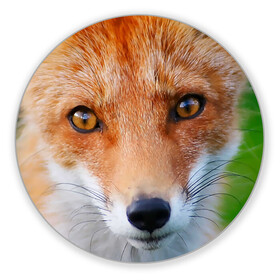 Коврик для мышки круглый с принтом Крупно мордочка лисы в Новосибирске, резина и полиэстер | круглая форма, изображение наносится на всю лицевую часть | fox | foxy | животное | звери | лиса | лисенок | лисичка | милая | рыжая | фокс