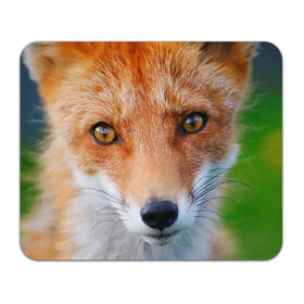 Коврик для мышки прямоугольный с принтом Крупно мордочка лисы в Новосибирске, натуральный каучук | размер 230 х 185 мм; запечатка лицевой стороны | fox | foxy | животное | звери | лиса | лисенок | лисичка | милая | рыжая | фокс