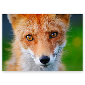 Поздравительная открытка с принтом Крупно мордочка лисы в Новосибирске, 100% бумага | плотность бумаги 280 г/м2, матовая, на обратной стороне линовка и место для марки
 | fox | foxy | животное | звери | лиса | лисенок | лисичка | милая | рыжая | фокс
