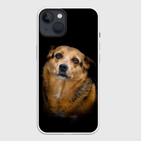 Чехол для iPhone 13 с принтом ГРУСТНЫЕ ГЛАЗКИ в Новосибирске,  |  | animal | black | dog | photo | глаза | грусть | домашние | животные | звери | пес | пушистый | собакен | собаки | черный