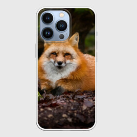 Чехол для iPhone 13 Pro с принтом Взрослый строгий лис в Новосибирске,  |  | fox | foxy | животное | звери | лиса | лисенок | лисичка | милая | рыжая | фокс