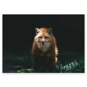 Поздравительная открытка с принтом Хитрый Лис в Новосибирске, 100% бумага | плотность бумаги 280 г/м2, матовая, на обратной стороне линовка и место для марки
 | animals | beast | forest | fox | nature | orange | predator | red | животные | зверь | лес | лис | лиса | лисица | лисичка | природа | рыжая | рыжий | фыр | хитрый | хищник