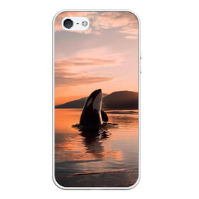 Чехол для iPhone 5/5S матовый с принтом касатки на закате в Новосибирске, Силикон | Область печати: задняя сторона чехла, без боковых панелей | ocean | orca | sea | sea animal | дельфин | закат | касатка | кит | море | океан | рисунок кита