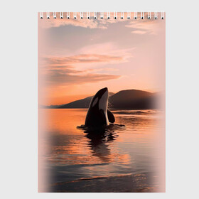 Скетчбук (блокнот) с принтом касатки на закате в Новосибирске, 100% бумага
 | 48 листов, плотность листов — 100 г/м2, плотность картонной обложки — 250 г/м2. Листы скреплены сверху удобной пружинной спиралью | ocean | orca | sea | sea animal | дельфин | закат | касатка | кит | море | океан | рисунок кита