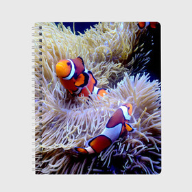 Тетрадь с принтом Клоуны в актинии в Новосибирске, 100% бумага | 48 листов, плотность листов — 60 г/м2, плотность картонной обложки — 250 г/м2. Листы скреплены сбоку удобной пружинной спиралью. Уголки страниц и обложки скругленные. Цвет линий — светло-серый
 | Тематика изображения на принте: актиния | клоуны | коралловые | море | подводный мир | рыбки