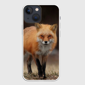 Чехол для iPhone 13 mini с принтом Хитрая лисица в Новосибирске,  |  | fox | foxy | животное | звери | лиса | лисенок | лисичка | милая | рыжая | фокс