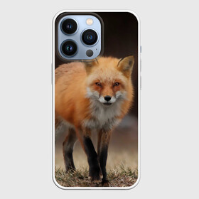 Чехол для iPhone 13 Pro с принтом Хитрая лисица в Новосибирске,  |  | fox | foxy | животное | звери | лиса | лисенок | лисичка | милая | рыжая | фокс