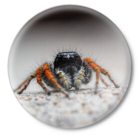 Значок с принтом Паук в Новосибирске,  металл | круглая форма, металлическая застежка в виде булавки | Тематика изображения на принте: живность | животное | животные | насекомое | насекомые | паук | пауки | паучки | паучок
