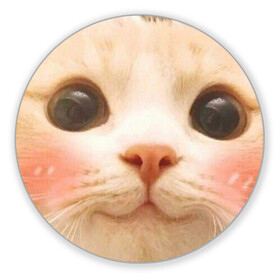 Коврик для мышки круглый с принтом Мем про котов в Новосибирске, резина и полиэстер | круглая форма, изображение наносится на всю лицевую часть | Тематика изображения на принте: белый | кот | мем | милый | прикол