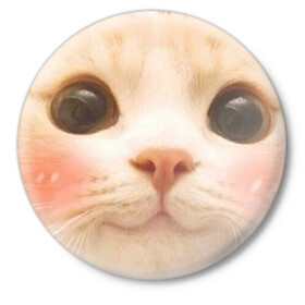 Значок с принтом Мем про котов в Новосибирске,  металл | круглая форма, металлическая застежка в виде булавки | Тематика изображения на принте: белый | кот | мем | милый | прикол