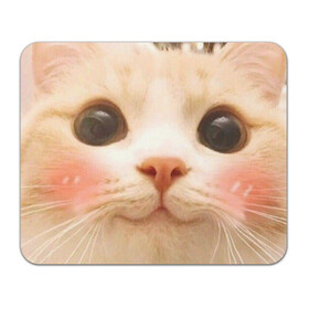 Коврик для мышки прямоугольный с принтом Мем про котов в Новосибирске, натуральный каучук | размер 230 х 185 мм; запечатка лицевой стороны | Тематика изображения на принте: белый | кот | мем | милый | прикол