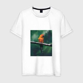 Мужская футболка хлопок с принтом Попугай сидит на ветке в Новосибирске, 100% хлопок | прямой крой, круглый вырез горловины, длина до линии бедер, слегка спущенное плечо. | животные | звери | иллюстрации | попугай | популярные | прикольные | птица | сидит
