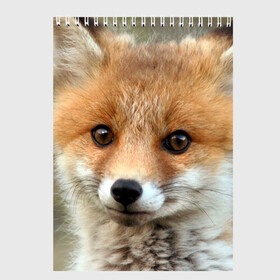 Скетчбук с принтом Миленький лисенок в Новосибирске, 100% бумага
 | 48 листов, плотность листов — 100 г/м2, плотность картонной обложки — 250 г/м2. Листы скреплены сверху удобной пружинной спиралью | fox | foxy | животное | звери | лиса | лисенок | лисичка | милая | рыжая | фокс