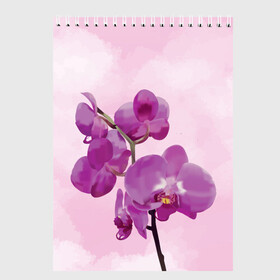 Скетчбук с принтом Нежная орхидея в Новосибирске, 100% бумага
 | 48 листов, плотность листов — 100 г/м2, плотность картонной обложки — 250 г/м2. Листы скреплены сверху удобной пружинной спиралью | blossom | nature | orchid | женственность | красивые цветы | орхидеи | орхидея | фаленопсис