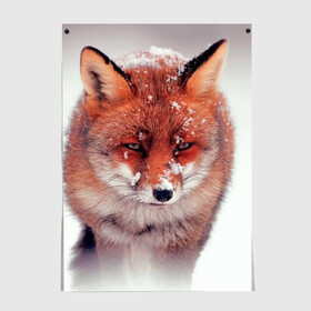 Постер с принтом Лисица и снег в Новосибирске, 100% бумага
 | бумага, плотность 150 мг. Матовая, но за счет высокого коэффициента гладкости имеет небольшой блеск и дает на свету блики, но в отличии от глянцевой бумаги не покрыта лаком | fox | foxy | животное | звери | лиса | лисенок | лисичка | милая | рыжая | фокс