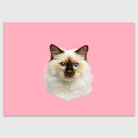 Поздравительная открытка с принтом Пушистый кот в Новосибирске, 100% бумага | плотность бумаги 280 г/м2, матовая, на обратной стороне линовка и место для марки
 | белоснежный | взгляд | глаза | голубоглазый | киса | киска | кот | котик | котяра | профиль | пушистый | усы | уши