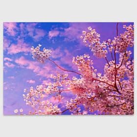 Поздравительная открытка с принтом Сакура в Новосибирске, 100% бумага | плотность бумаги 280 г/м2, матовая, на обратной стороне линовка и место для марки
 | Тематика изображения на принте: весна | дерево | деревья | лепестки | лес | лето | листья | май | на каждый день | небо | облака | осень | поле | розовый цветок | сакура | солнце | тропики | флора | цветок | цветочки | цветы
