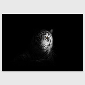 Поздравительная открытка с принтом БЕЛЫЙ ТИГР в Новосибирске, 100% бумага | плотность бумаги 280 г/м2, матовая, на обратной стороне линовка и место для марки
 | animal | art | beast | cat | hunter | picture | power | strong | tiger | white | белый | благородный | гордый | дикие | животные | звери | кошки | охотник | тигр | хищник | царь
