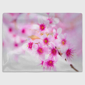 Плед 3D с принтом Весеннее цветение вишни в Новосибирске, 100% полиэстер | закругленные углы, все края обработаны. Ткань не мнется и не растягивается | Тематика изображения на принте: бутоны | весна | девушкам | красивые | розовые | сакура | цветение | цветы | яблоня