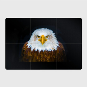 Магнитный плакат 3Х2 с принтом Белоголовый орлан в Новосибирске, Полимерный материал с магнитным слоем | 6 деталей размером 9*9 см | Тематика изображения на принте: грозный | красивый | опасный | орлан | пернатый | птица | хищный