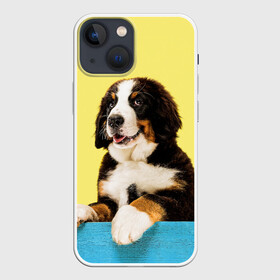 Чехол для iPhone 13 mini с принтом Бернский зенненхунд, Berner Sennenhund в Новосибирске,  |  | Тематика изображения на принте: berner | berner sennenhund | dog | sennenhund | бернский зенненхунд | животные | пес | природа | собака | собаки | собакчка | собачки