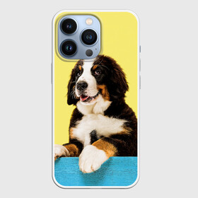 Чехол для iPhone 13 Pro с принтом Бернский зенненхунд, Berner Sennenhund в Новосибирске,  |  | Тематика изображения на принте: berner | berner sennenhund | dog | sennenhund | бернский зенненхунд | животные | пес | природа | собака | собаки | собакчка | собачки
