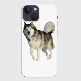 Чехол для iPhone 13 mini с принтом маламут Аляска в Новосибирске,  |  | аляска | аляскинский маамут | маламут | маламутик | собака | собаки