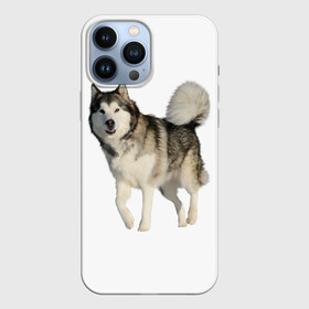 Чехол для iPhone 13 Pro Max с принтом маламут Аляска в Новосибирске,  |  | аляска | аляскинский маамут | маламут | маламутик | собака | собаки