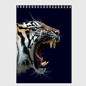 Скетчбук с принтом Оскал тигра | Большая кошка в Новосибирске, 100% бумага
 | 48 листов, плотность листов — 100 г/м2, плотность картонной обложки — 250 г/м2. Листы скреплены сверху удобной пружинной спиралью | 2022 | big teeth | fangs | grin | tiger | tigr | tigris | большая кошка | большие зубы | клыки | новый год | оскалиться | острые клыки | полосатая кошка | скалить | скалить зубы | тигр