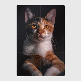 Магнитный плакат 2Х3 с принтом умный взгляд кота в Новосибирске, Полимерный материал с магнитным слоем | 6 деталей размером 9*9 см | животные | звери | кот | коты | умный взгляд кота